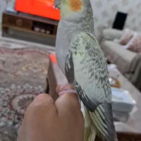 عروس هلندی