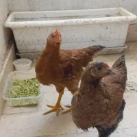 مرغ و خروس سالم