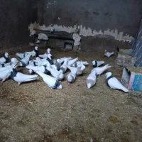 طوقی نامبروان خفتی