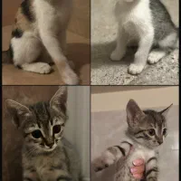 واگذاری بچه گربه