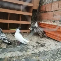 تعدادی کبوتر به فروش میرسد