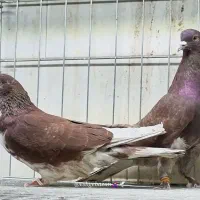 ۲۰ جفت پرشی ساعت سنگین.