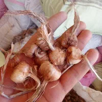 پیاز زعفران