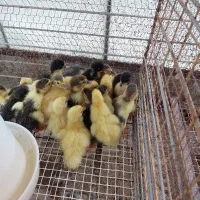 جوجه اردک اسراییلی و جوجه بوقلمون