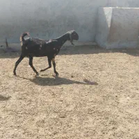 بز هل داشت