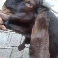 نر بز  و بز پاکستانی