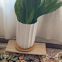 گل و گلدان سانسوریا