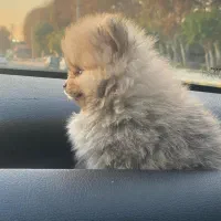 سگ پامر|سگ|فردیس, شهرک سپاه|دیوار