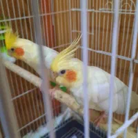 جفت عروس هلندی با سه تا تخم