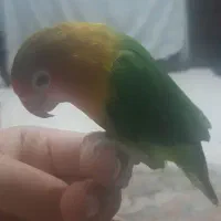 کوتوله فیشر نر