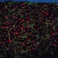 آلبالو