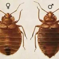 سمپاشی(ساس ، سوسک ، موریانه)