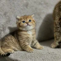 بچه گربه
