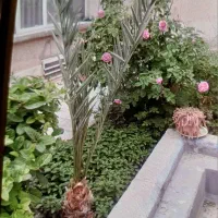 ملک-کلنگی-آماده-ساخت