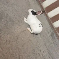 خرگوش ماده معاوضه با مرغ