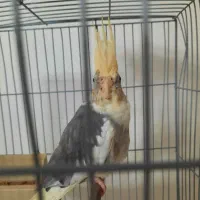 عروس هلندی ۶ ماهه دو کت