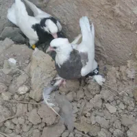 فروش کبوتر طوقی