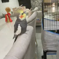 عروس هلندی نر سخنگو و ماده لوتنیو،یک جفت سالم