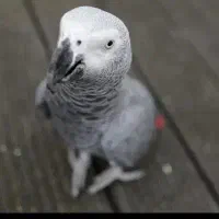 بچه کاسکو //سرلاکی //خریدار