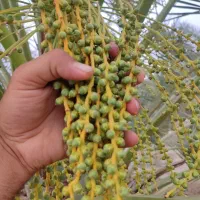 گیاهپزشکی
