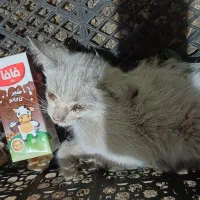 گربه زخمی و بیمار