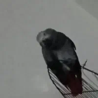 کاسکو سخن گو