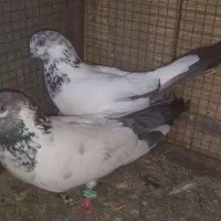 کله دم سبز