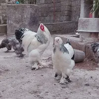 تخم مرغ برهما