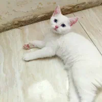گربه بریتیش‌ چشم یاقوتی