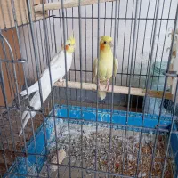 عروس هلندی و مرغ عشق