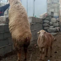 قوچ|حیوانات مزرعه|مشگین شهر, |دیوار