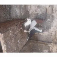 سه تانقش نر