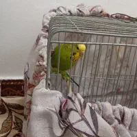 مرغ عشق ماده