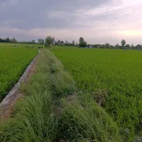 زمین-کشاورزی-9000-متر-در-بهترین-جای-دابو