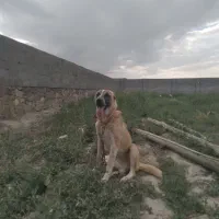 سگ خراسانی توله