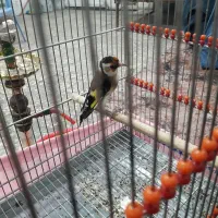 سهره ماده دوساله نیم