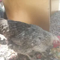 مرغ تخم گذار