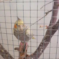 طوطی عروس ومرغ عشق