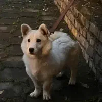 سگ پاکوتاه