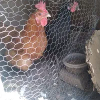 مرغ بومی