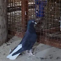 کبوتر ماده اشعل عتیقه