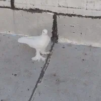 کبوتر ها