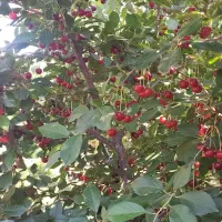 البالو خودمانی