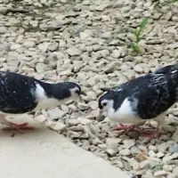 جوجه ساده