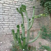 گل کاکتوس