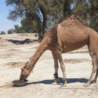 شتر|حیوانات مزرعه|زابل, |دیوار