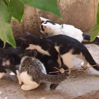 بچه گربه