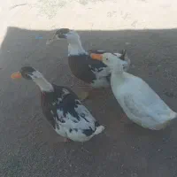 اردک سه عدد بزرگ