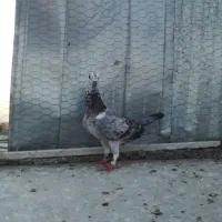 چند تا عجوبه