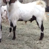 پاچن
